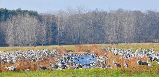 Sand Hill Cranes