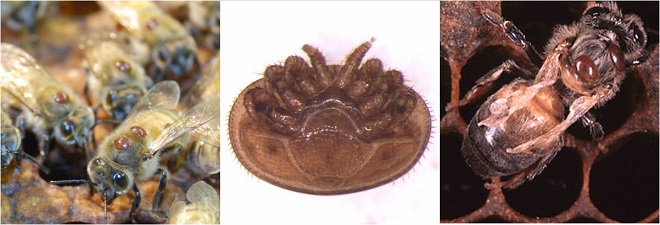 Varroa Mite
