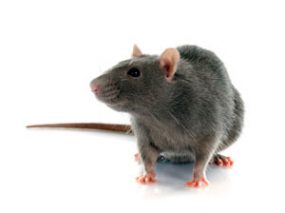 rat