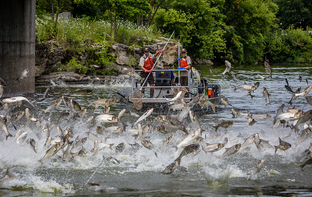 Asian carp jumping 05/31/2019