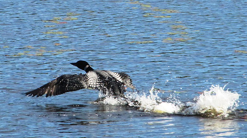 Common Loon 10/15/2019