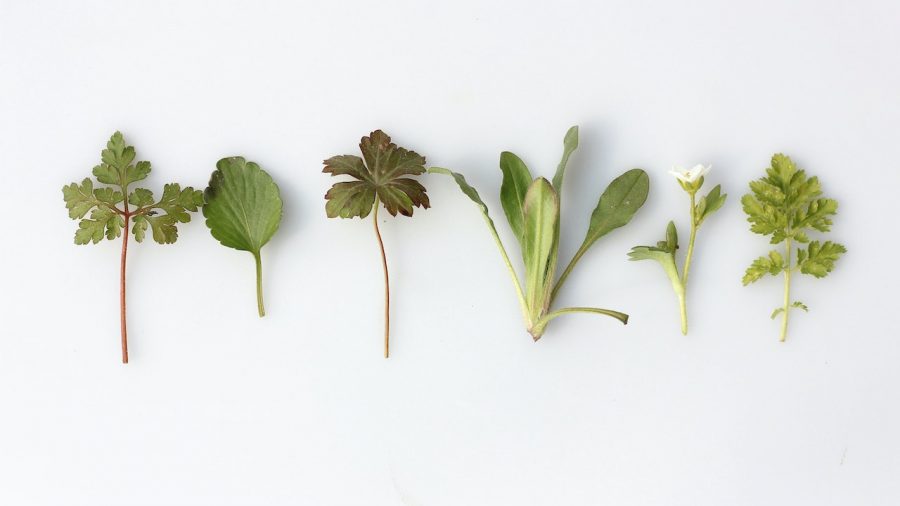 Herbs