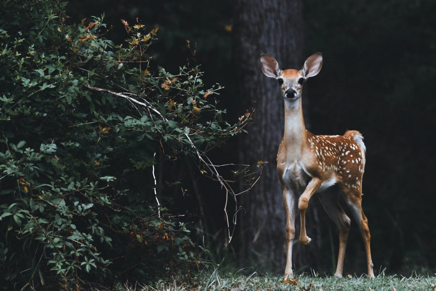 Deer in park nature animal