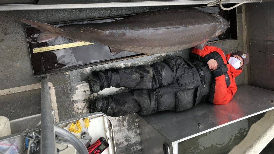 Detroit River Sturgeon