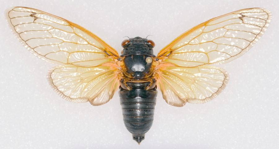 Cicada Brood X