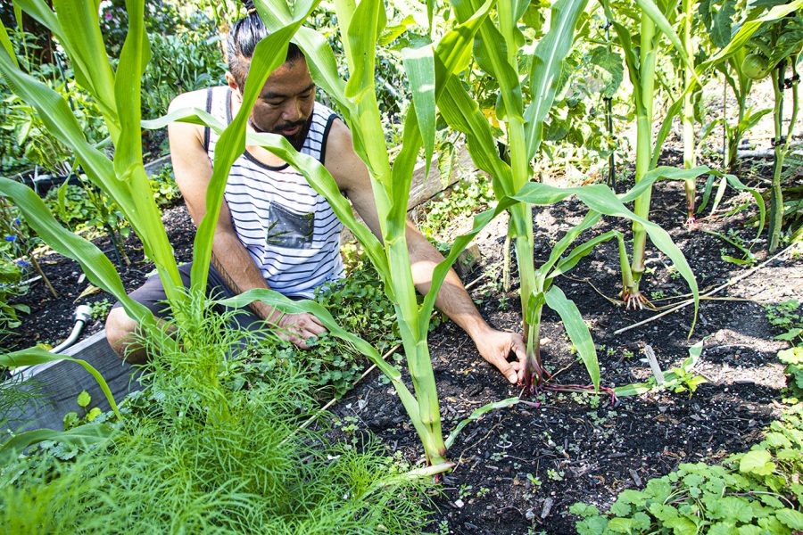 Rooted shane bernardo in garden showing roots of corn plant