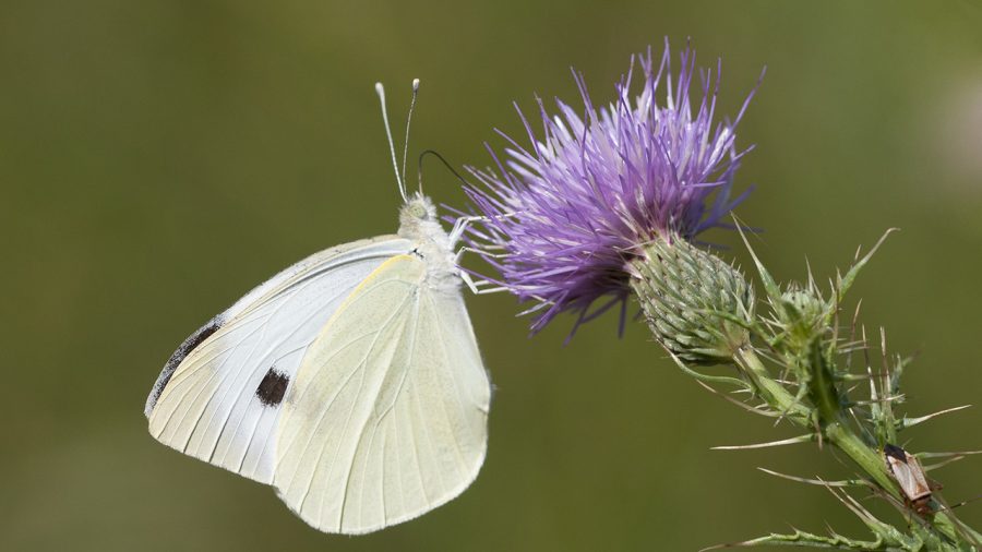 Cabbage White Butterfly