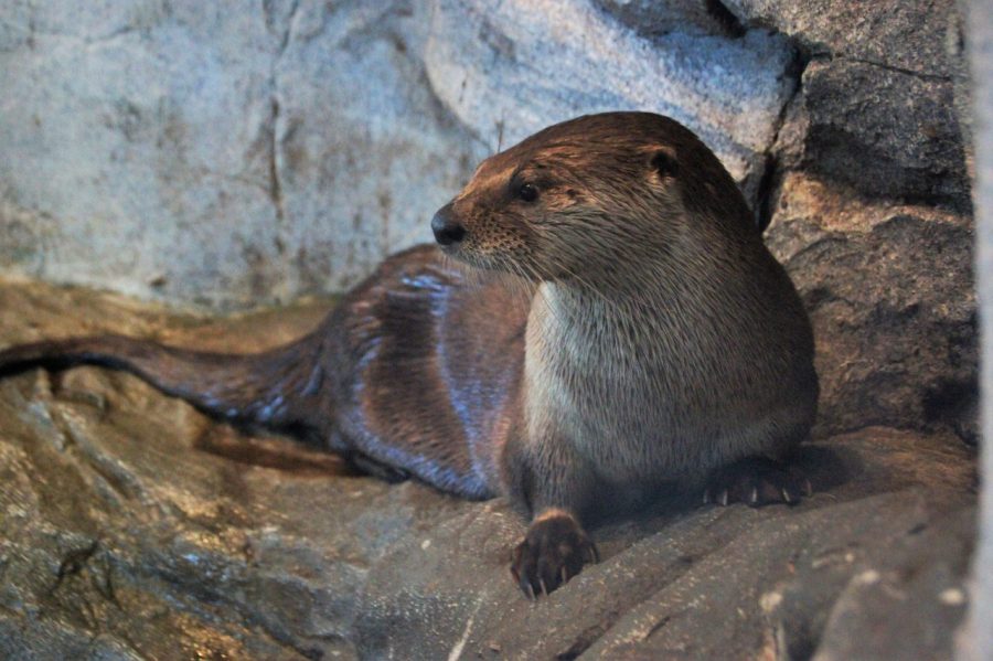 otter-GLN