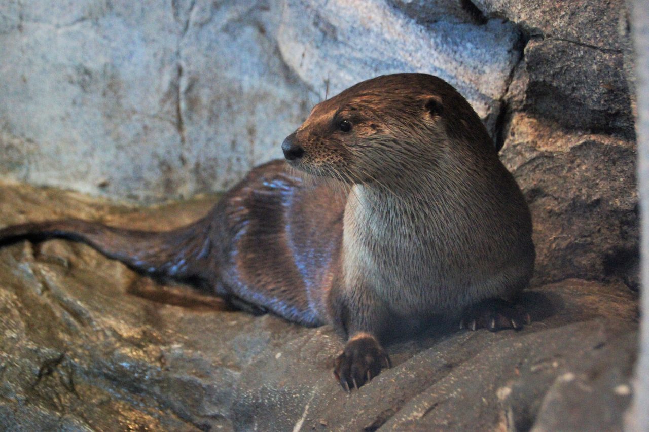 otter-GLN