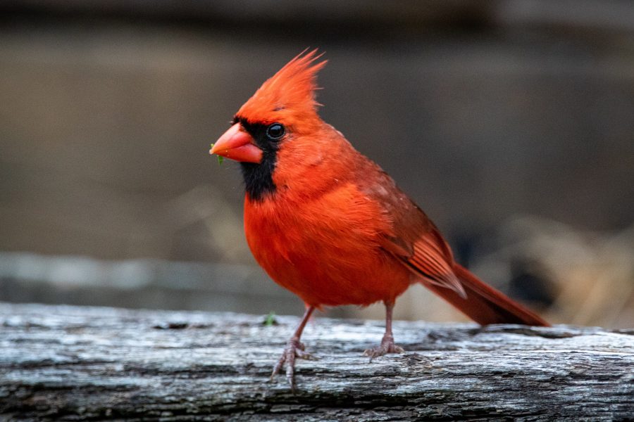 A cardinal sits on a log.