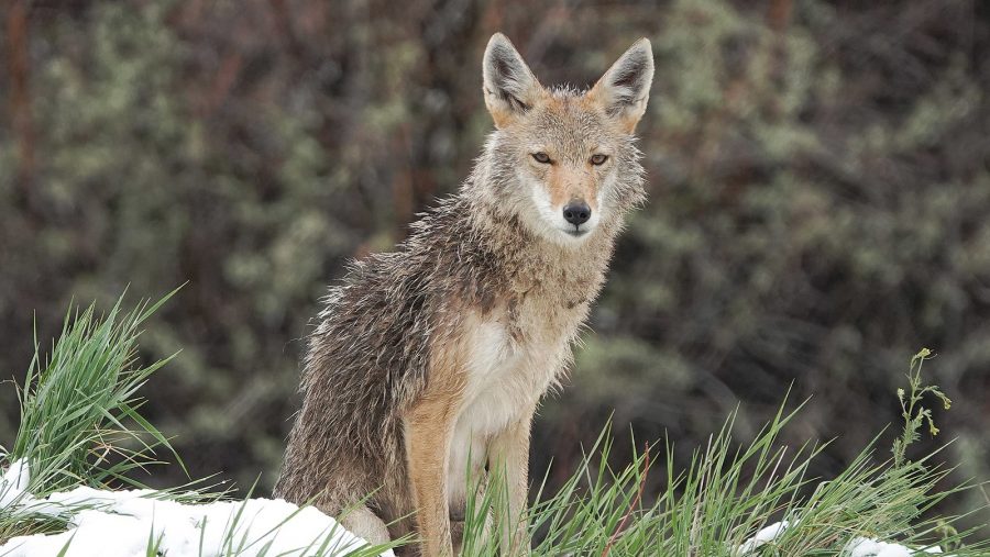 Coyote